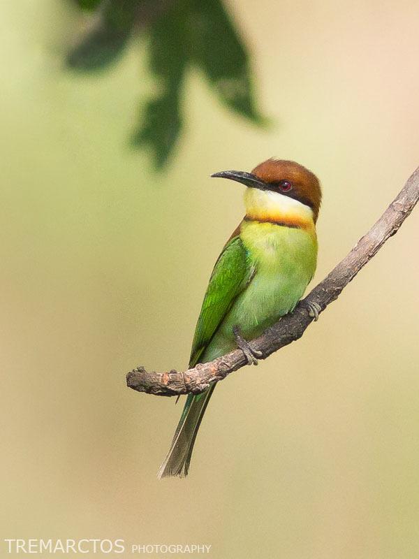 Abejaruco Cabecirrufo