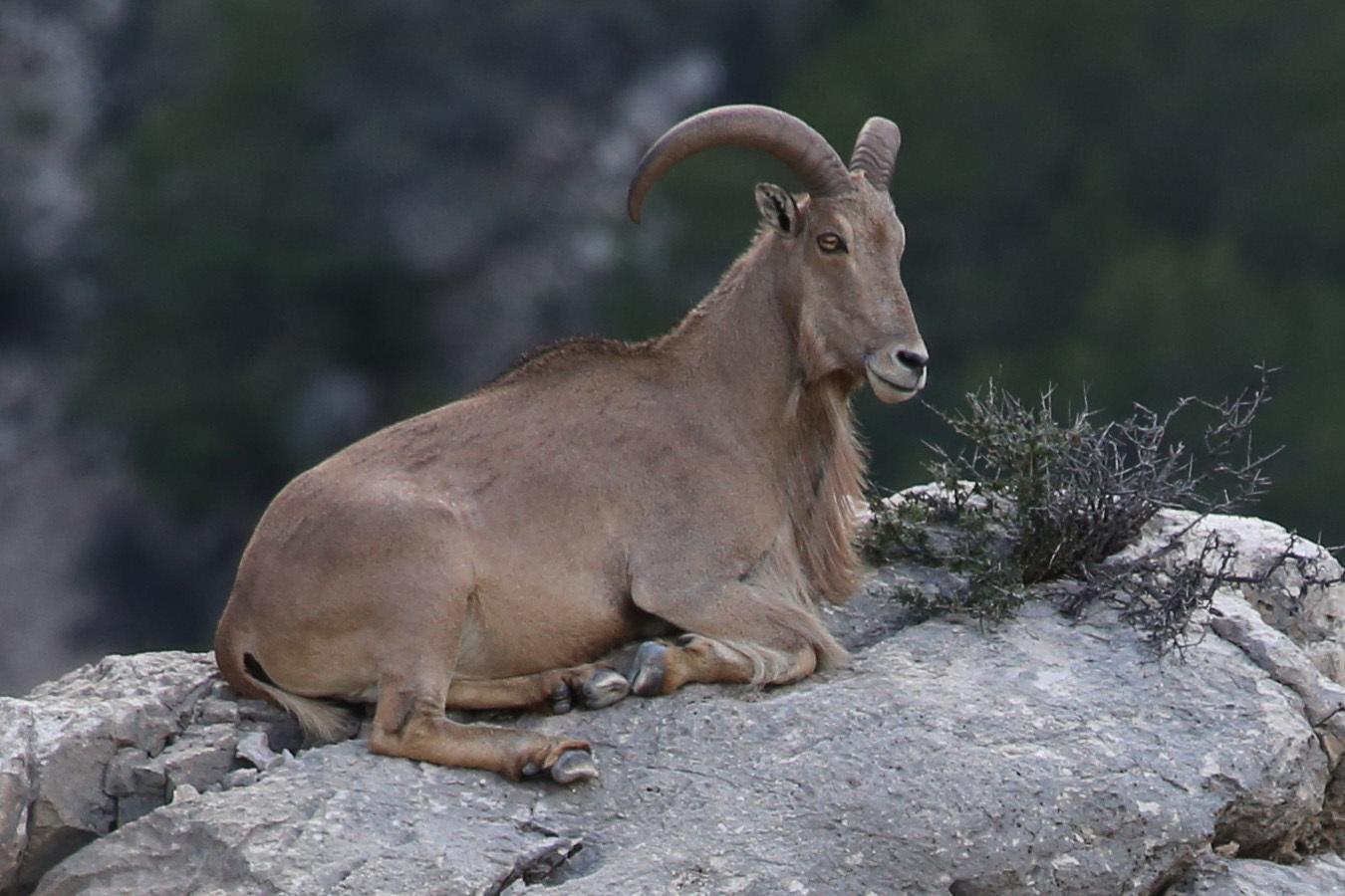 Borregos Aoudad