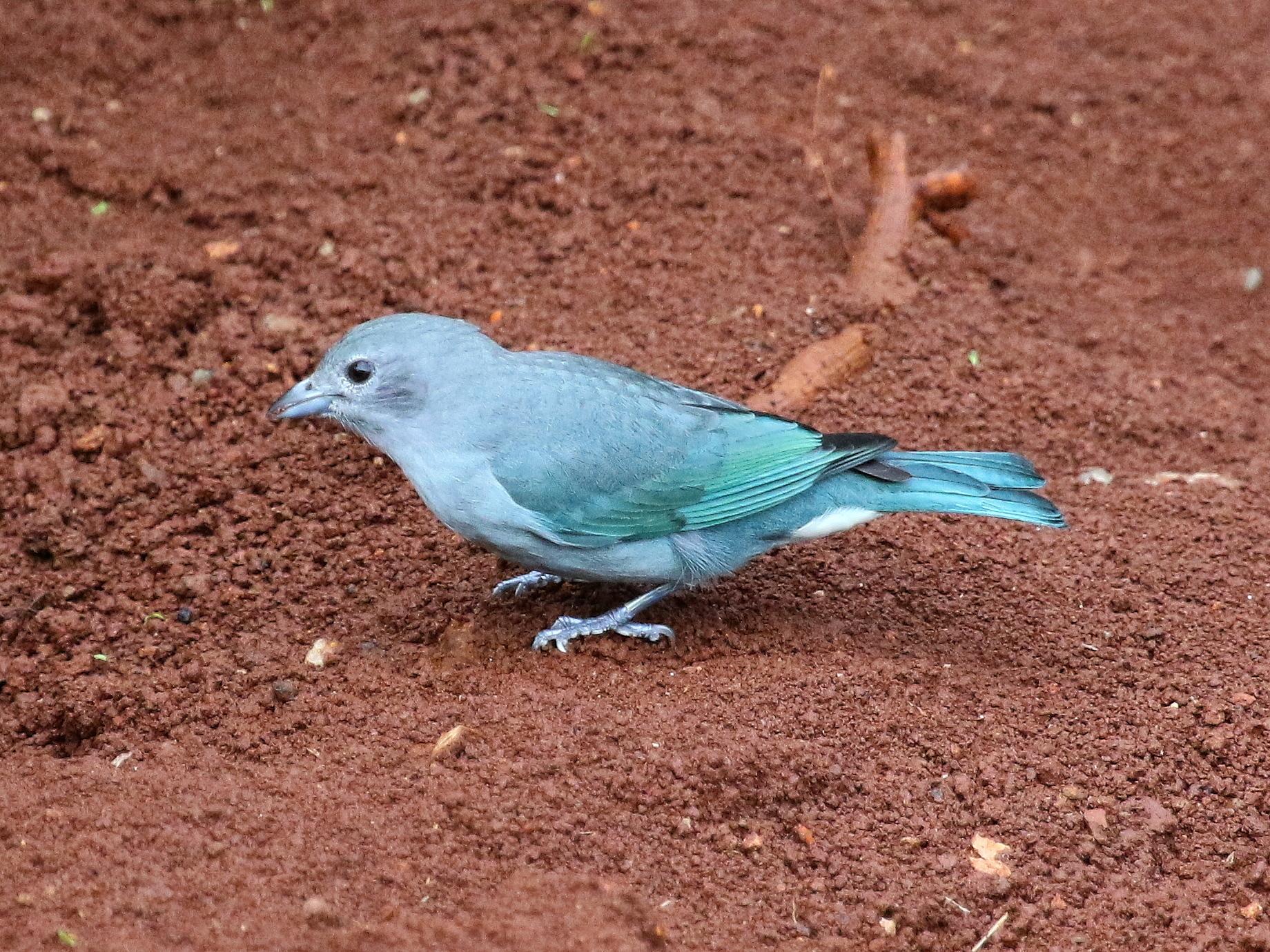 Sayaca Tanager