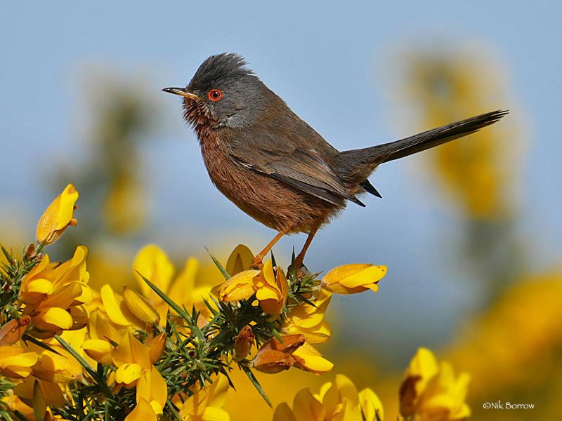 Dartford Warbler