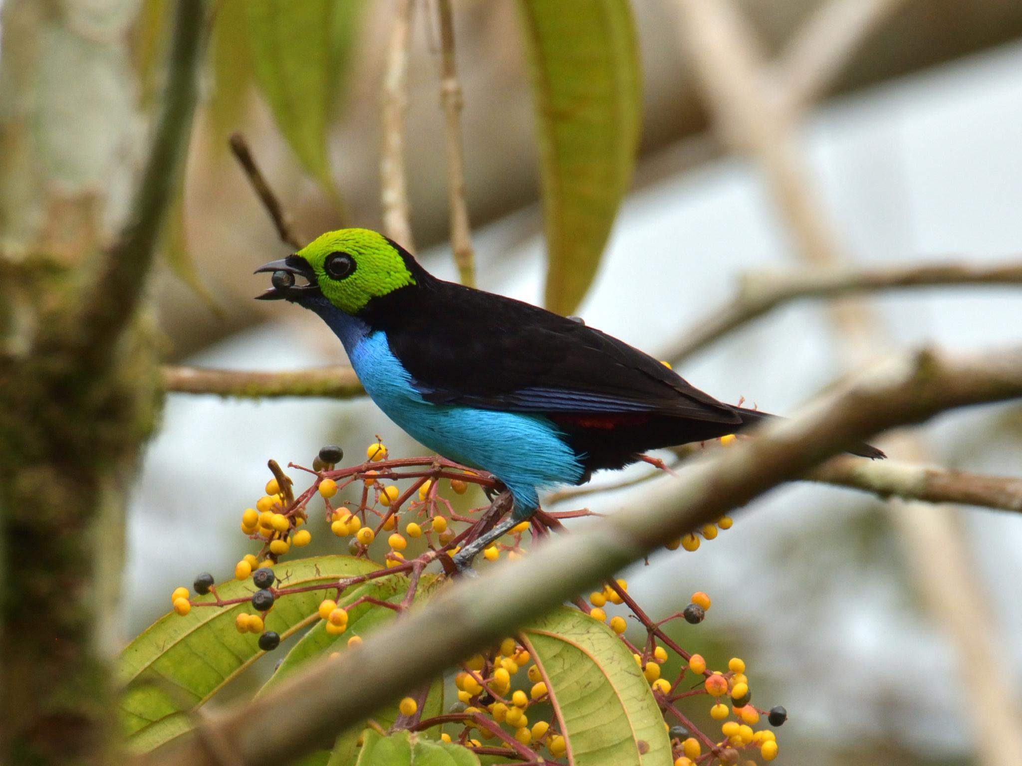 Paradise Tanager