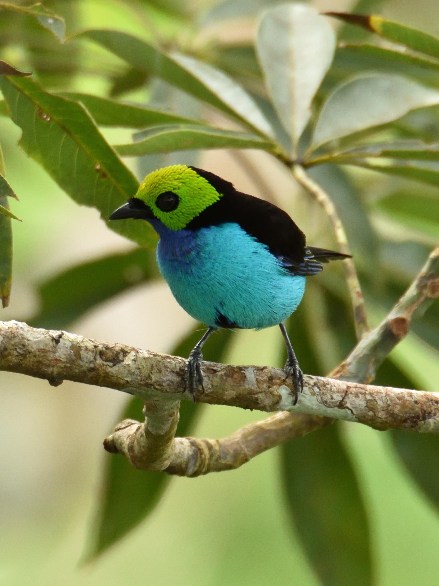 Paradise Tanager