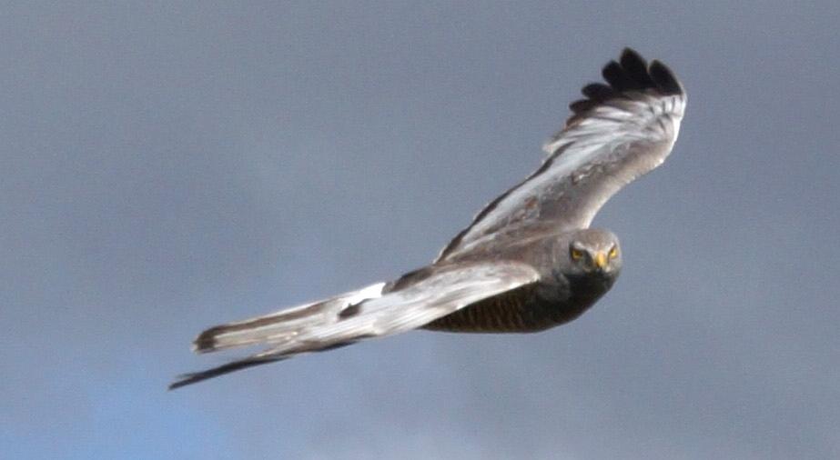 Aguilucho vari