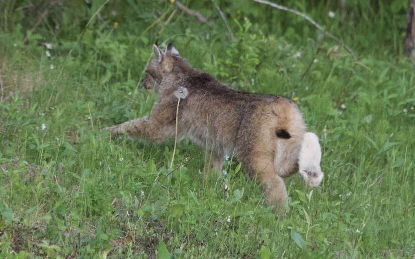 Canada Lynx