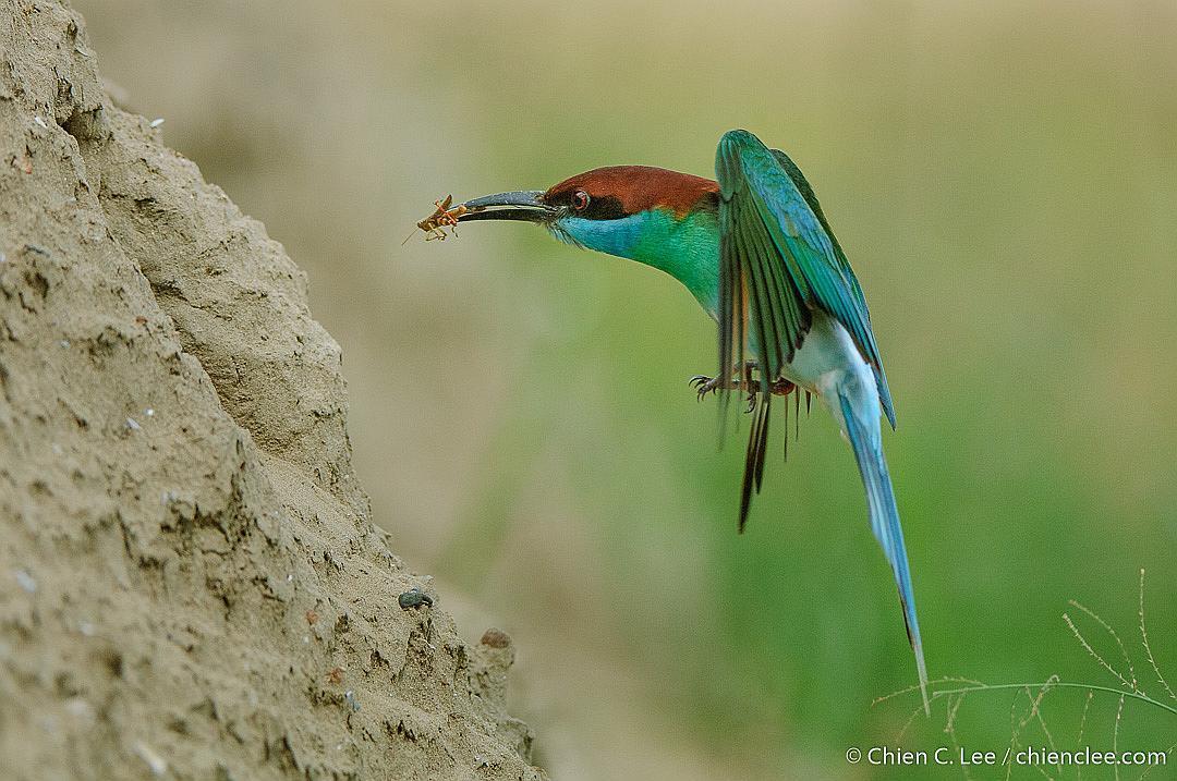 Abejaruco Gorjiazul