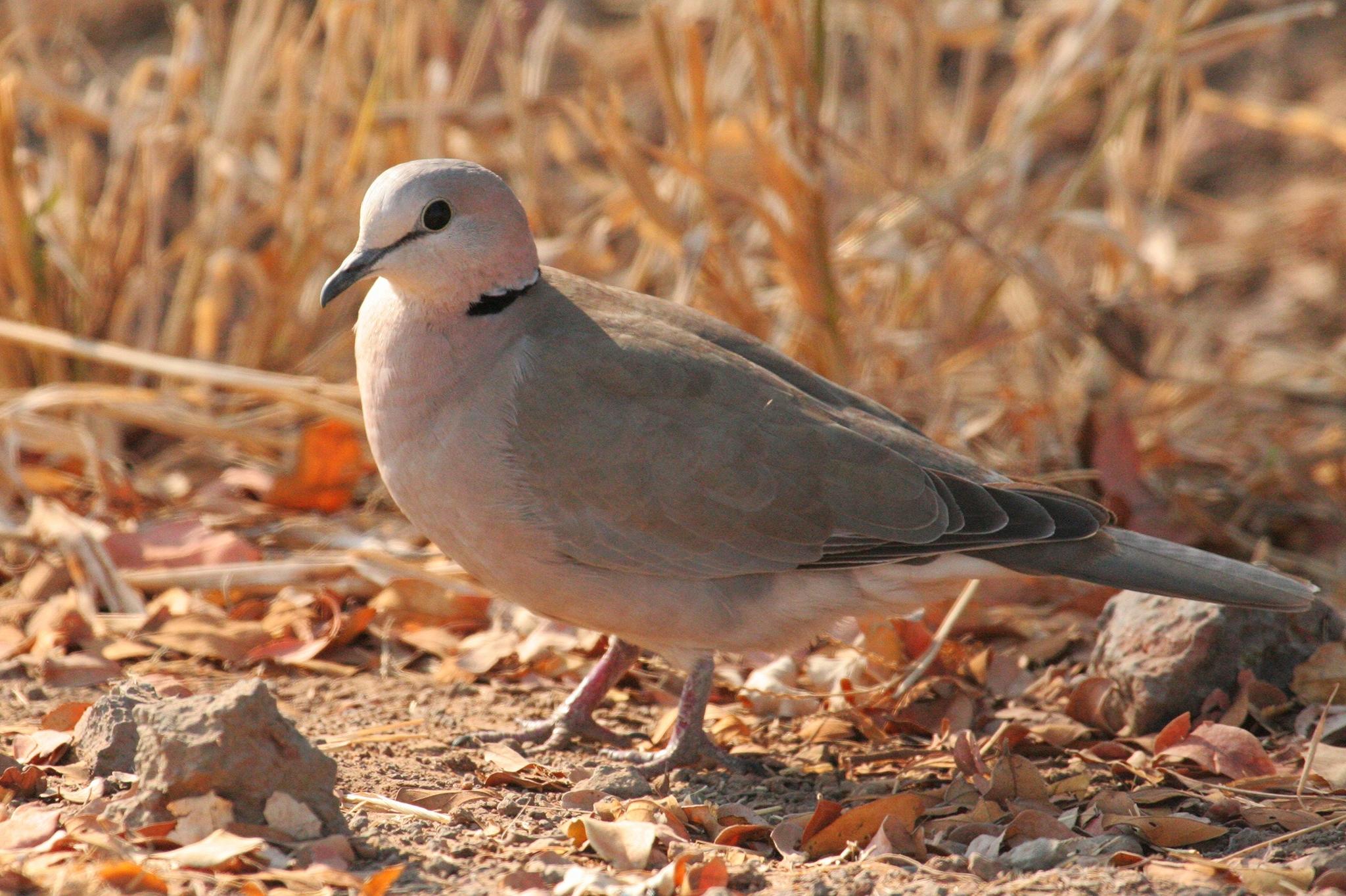 Cape Turtle Dove