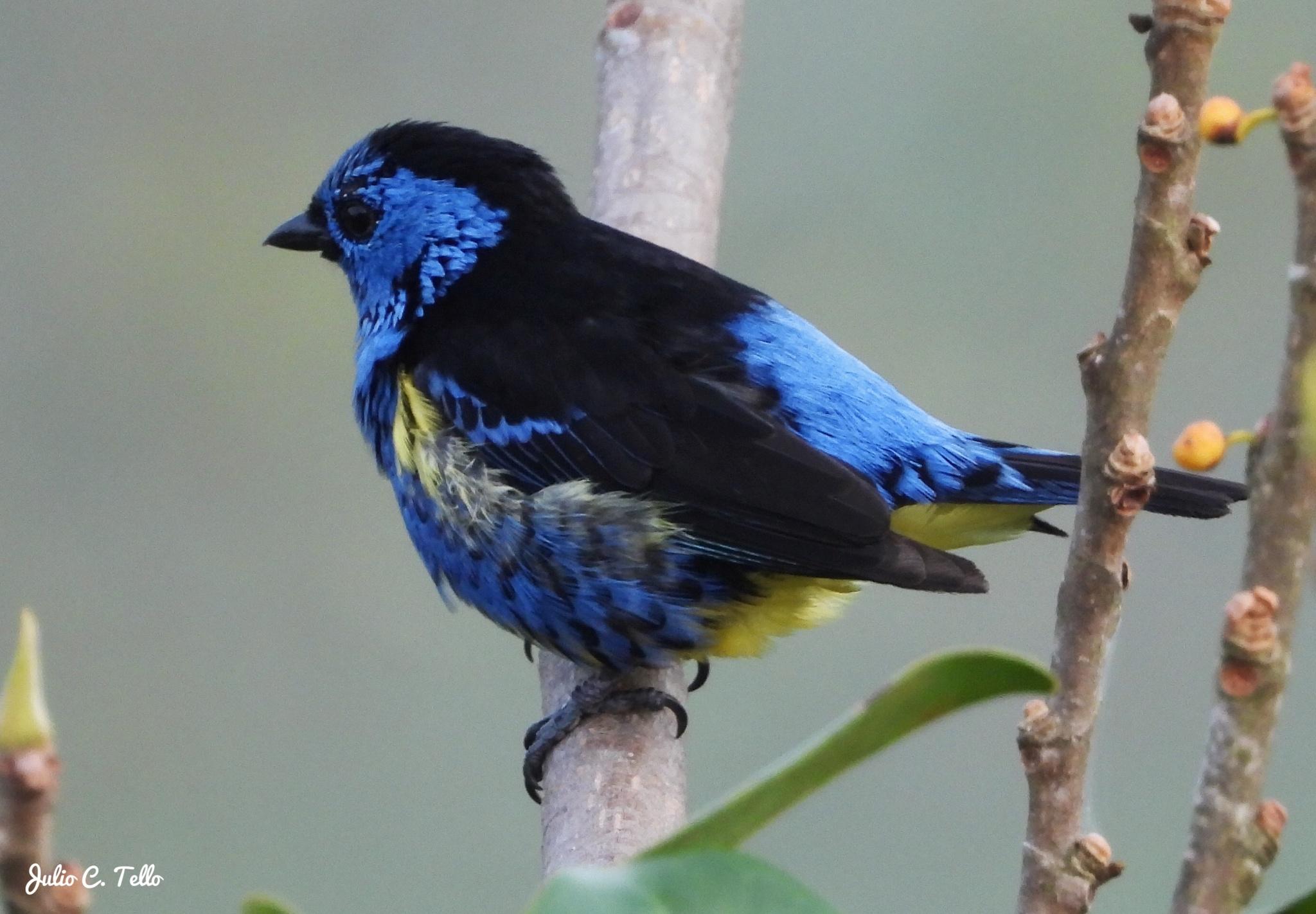 Turquoise Tanager