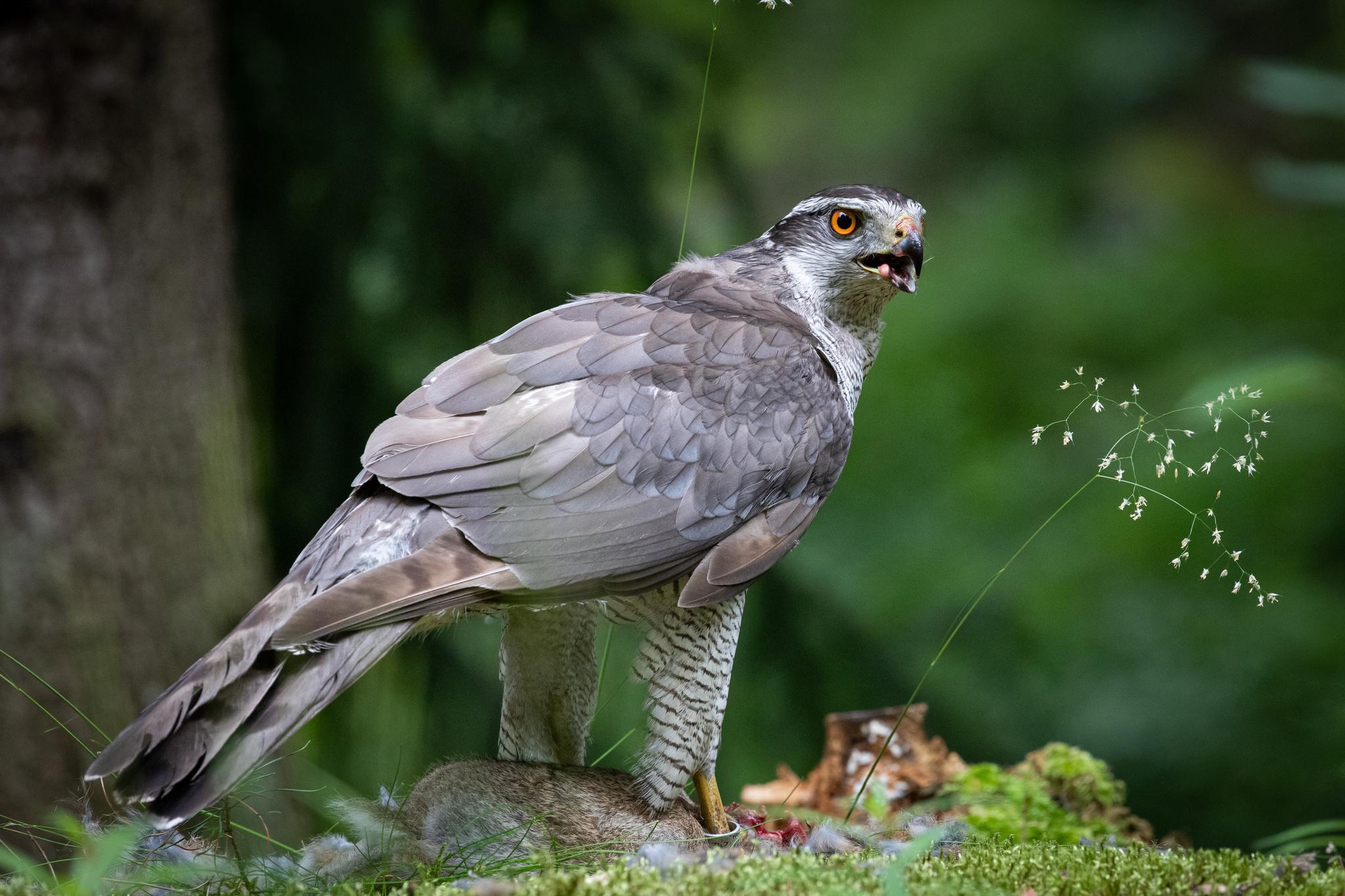 Eurasian Goshawk