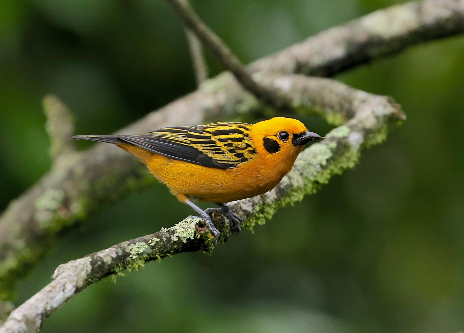 Golden Tanager
