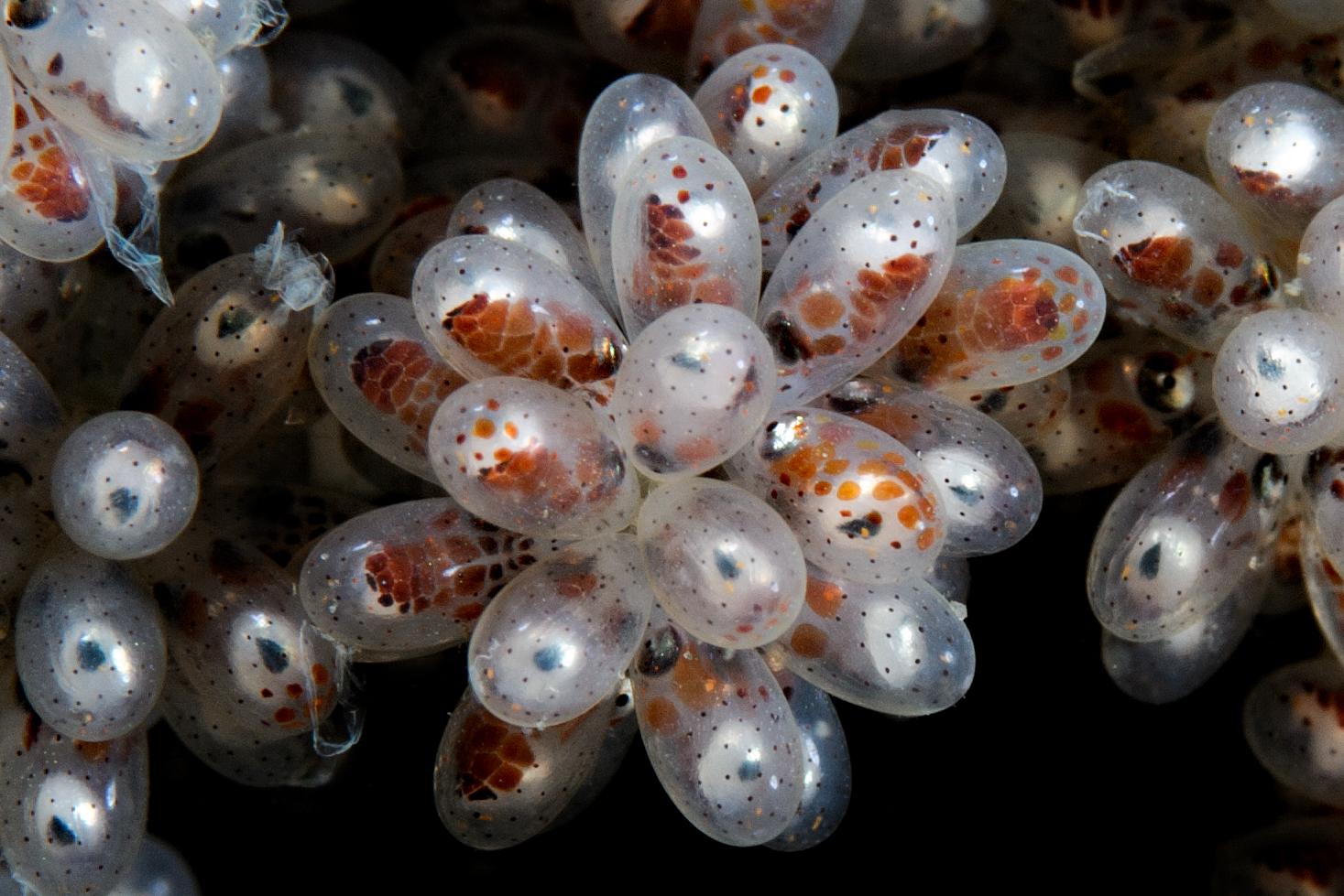 East Pacific Red Octopus