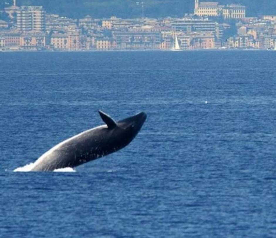 Ballena de aleta