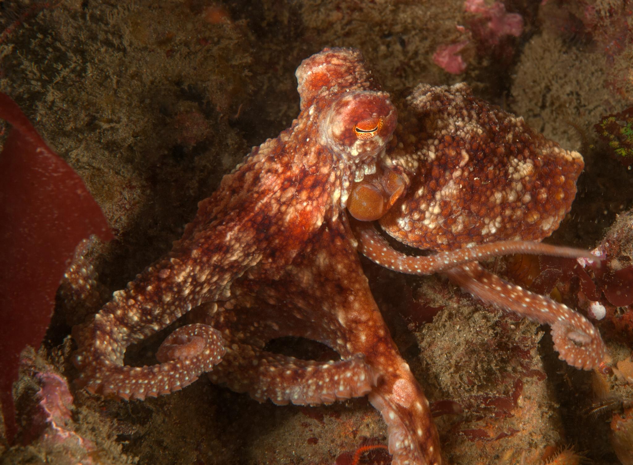 East Pacific Red Octopus