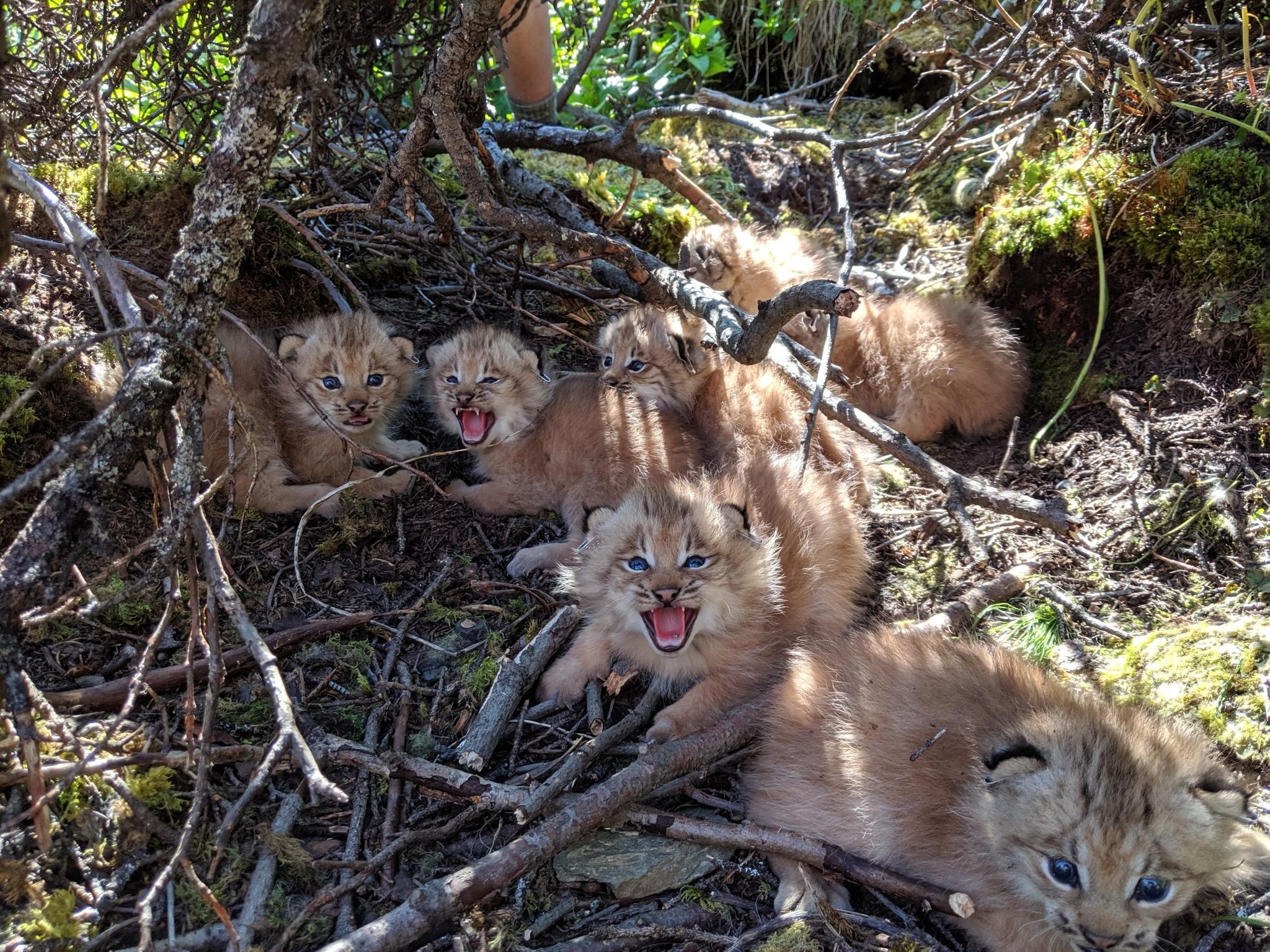 Canada Lynx
