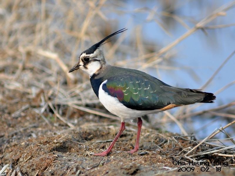 Avefría europea