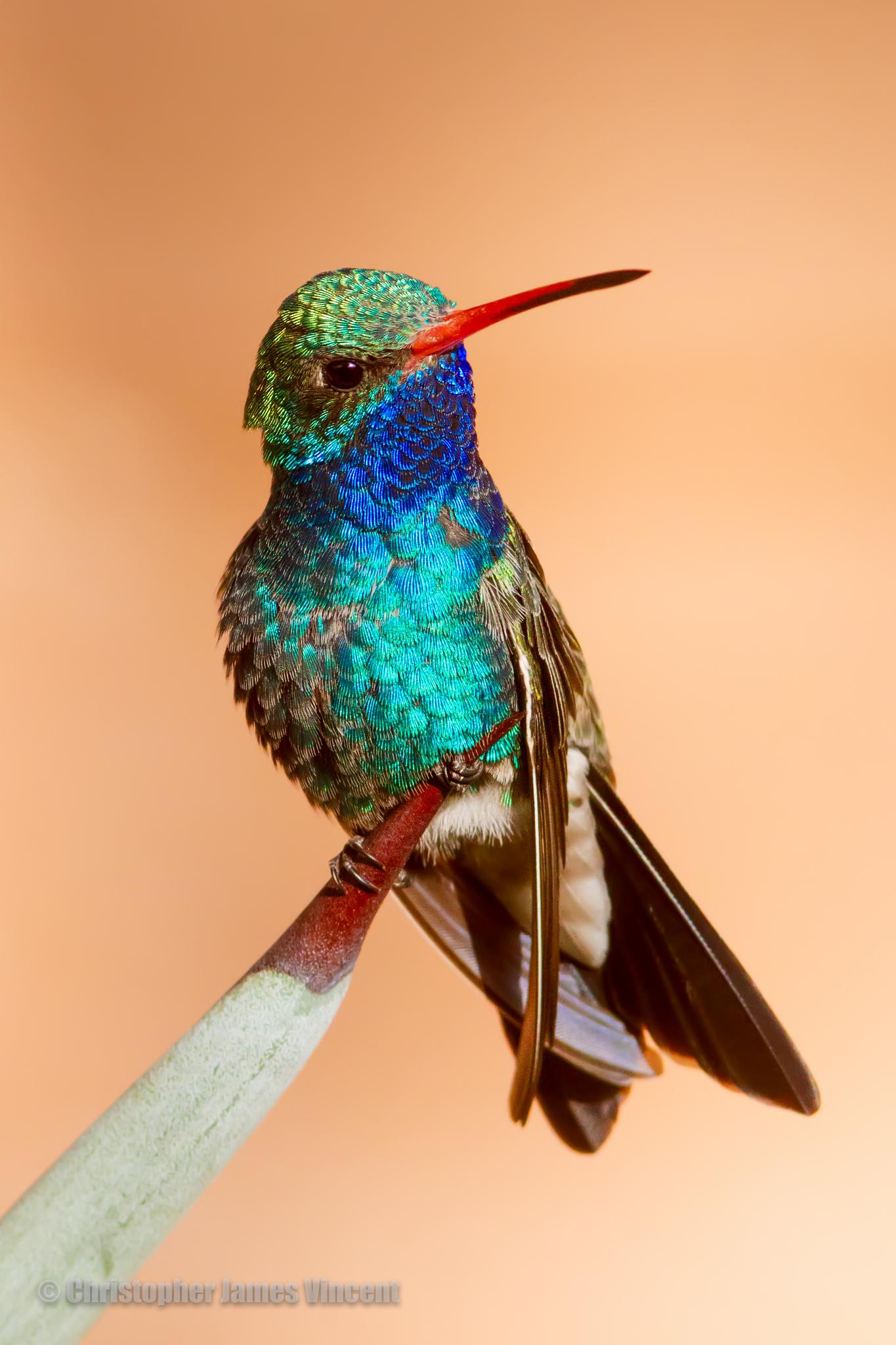 Trochilini