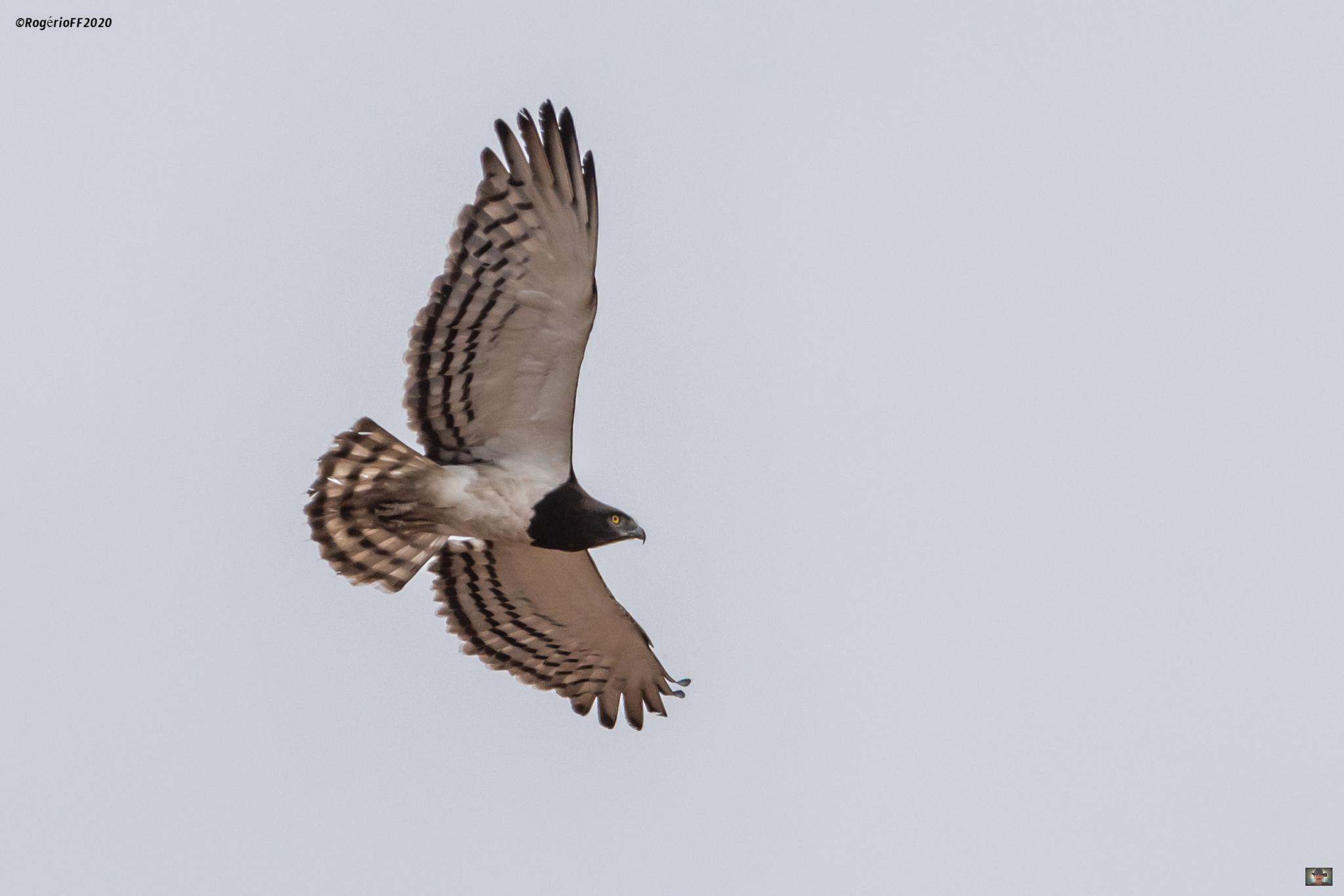 Culebrera pechinegra