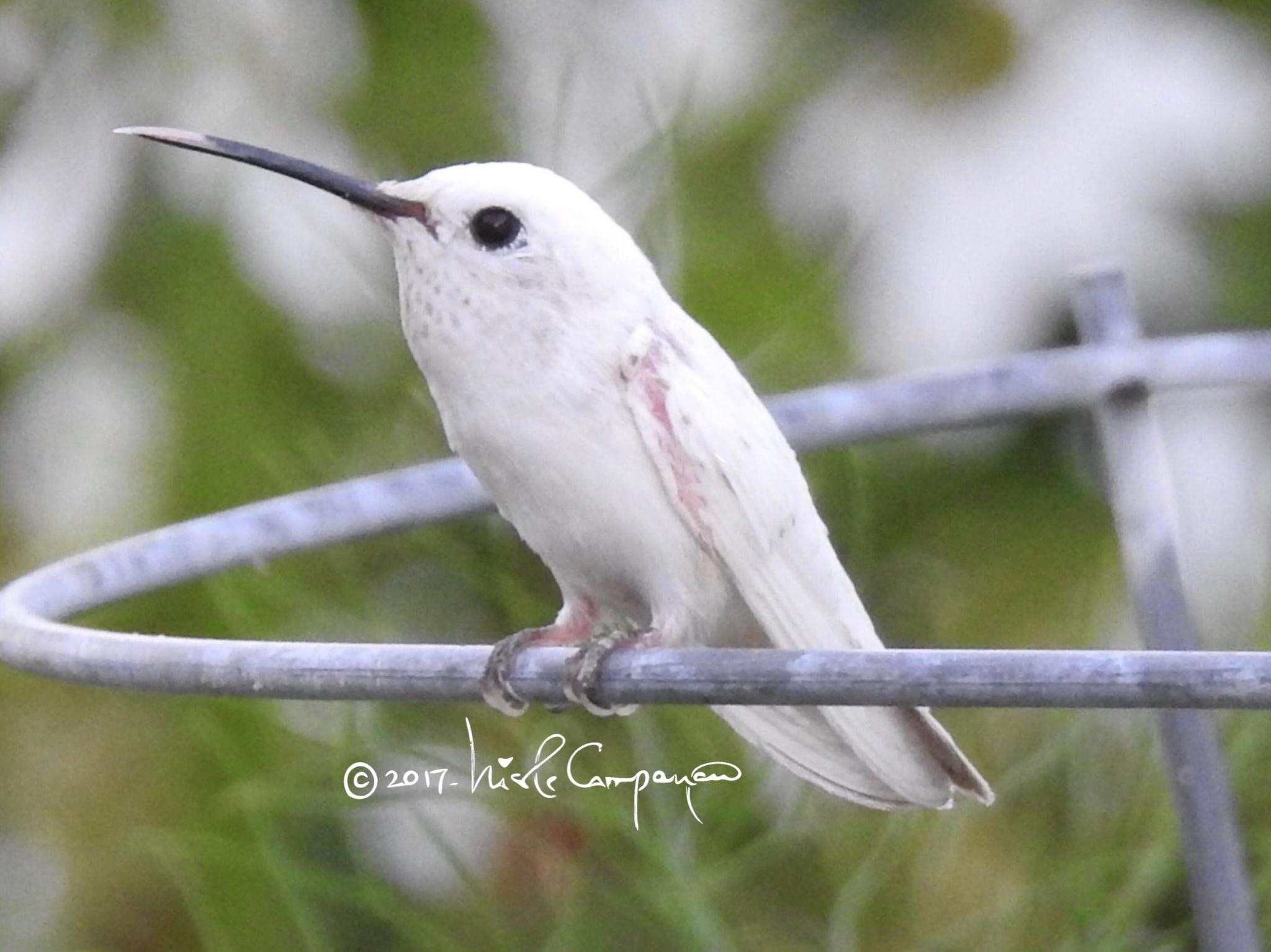 Colibríes y vencejos