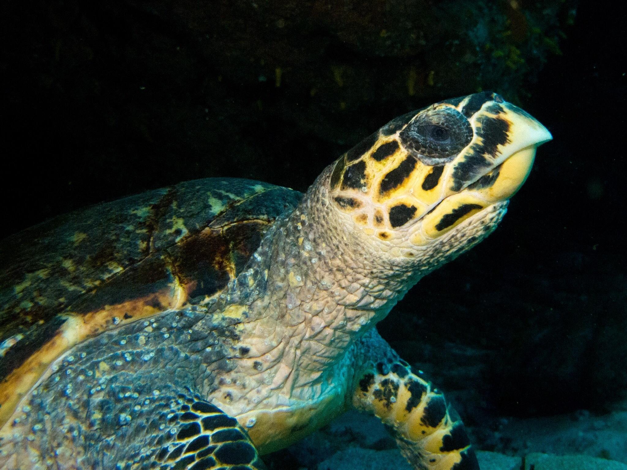 Tortuga carey